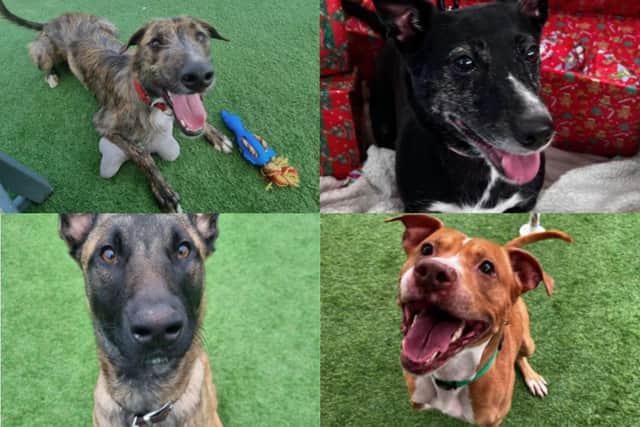 Thornberry Animal Sanctuary in Sheffield have nine dogs who need are still looking for a home this Christmas. Could you help?
