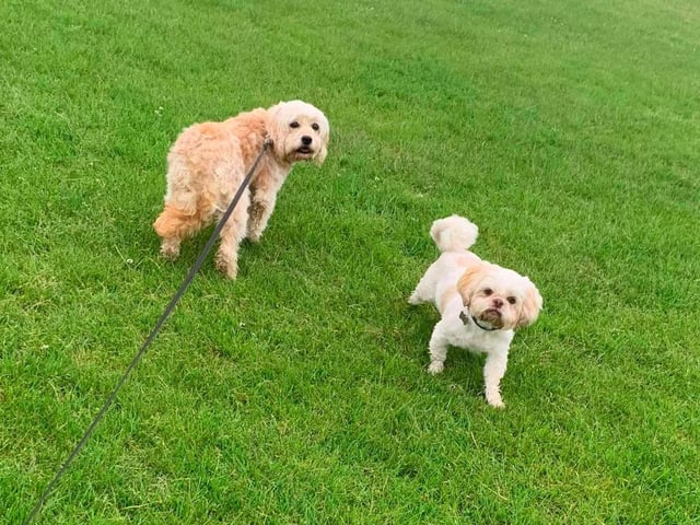 Ruby and Saffy were adopted by Michelle Vanhegan and Sammy Buchanan