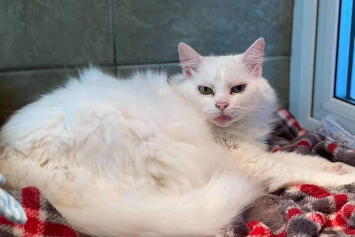 Nunu is a lovely older lady who is looking for a comfy sofa and fluffy blanket to snuggle into. She is looking for a very quiet home with no other animals and would need to be an adult only home. Nunu is very much an independent lady who loves things on her own terms but will enjoy a fuss and a good groom occasionally.