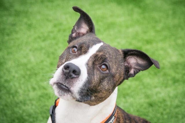 Chico is a 10 year old male Staffie who loves to cuddle, although he can be a bit shy around new people, so will need an owner who can build up his trust. He’s looking for a quieter home with an experienced owner