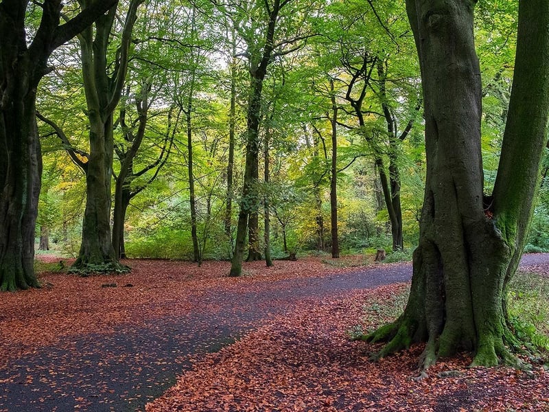Haigh Woodland Park promises a spectacular evening of fireworks and entertainment with Spark in the Park from 4.30pm to 7pm on Sunday, November 1. Tickets via Eventbrite cost £13.17 for adults, £11 for children (3-15) and are free for under three, with VIP tickets also available.