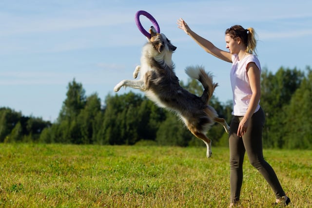 Josee's Happy Hounds Dog Training is based in Marlborough Street and is particularly well-known for their puppy classes, packed full of advice for new dog parents. Photo: oleghz / Getty Images / Canva Pro..