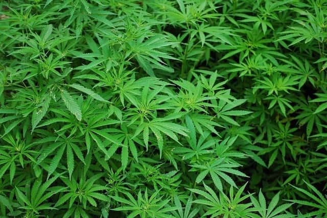A South Yorkshire business development manager was caught by police with 38 cannabis plants valued at £17,600 at her home. Pictured, courtesy of Pixabay, is a generic picture of cannabis plants.