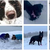 Our Sheffield Star readers who have been sharing some super pictures of their much-loved furry-four-leggers enjoying the snow.