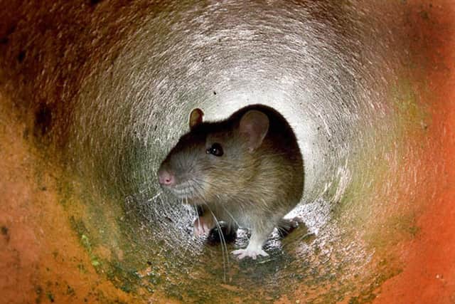 Stock image of a rat in a pipe. Residents in Sheffield say tackling the rat problem in Graves Park needs to start with visitors.