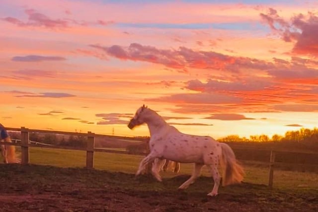 A four-legged friend is caught on camera as they enjoy the majesty of the sunset.