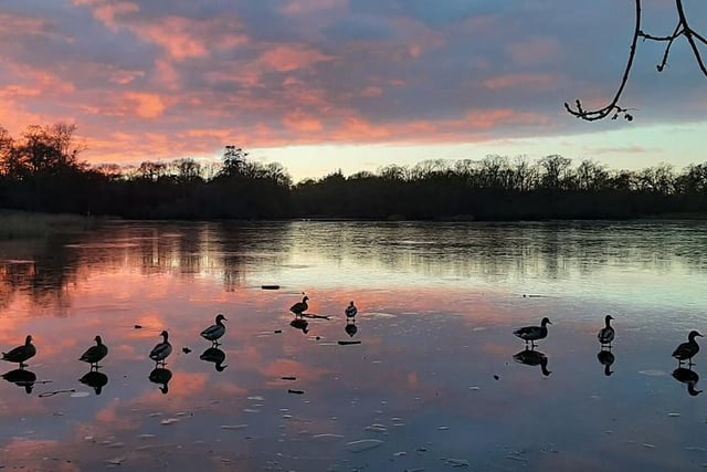 Tamzin Thomas captured this image of ducks at Hirsel Lake, Coldstream, on New Year's Day.