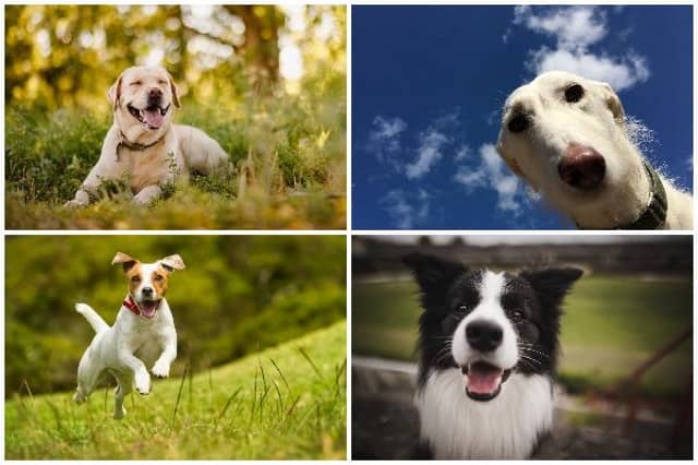 Dogs