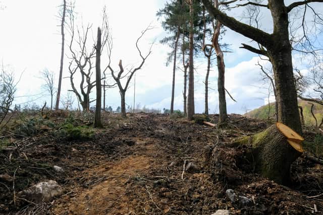 Prof Ian Rotherham, an environmental expert at Sheffield Hallam University, is upset that Rough Standhills Plantation, Whirlow,, has become one of a number of locations he fears have been destroyed by heavy, tracked vehicles being used to fell trees by the council.