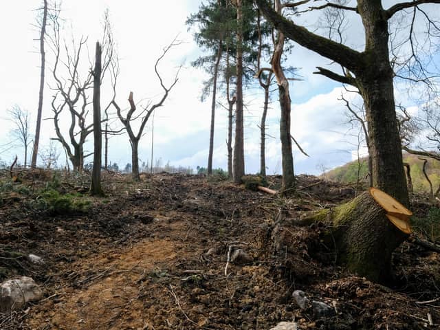 Prof Ian Rotherham, an environmental expert at Sheffield Hallam University, is upset that Rough Standhills Plantation, Whirlow,, has become one of a number of locations he fears have been destroyed by heavy, tracked vehicles being used to fell trees by the council.