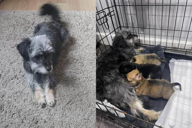 A Sheffield woman says her dog's puppies "are dying" while their mother is stuck in the council's pound because she can't afford the release fees.