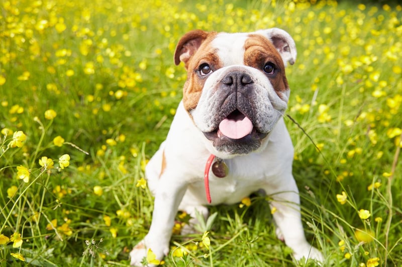 The fourth most popular dog is the Bulldog, with over 11,000 registered last year, an increase of 17 per cent on 2019.