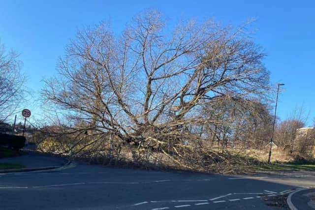 A tree fell today on Fox Hill Road, Sheffield.