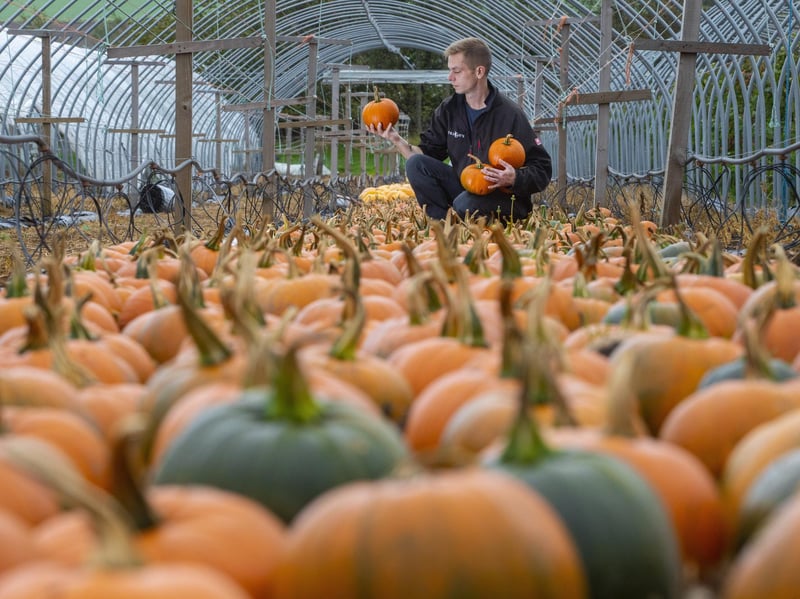 Craigie's is another farm that specialises in all kinds of pick your own fruit and veg.
Entry vouchers can be bought online now, ahead of a visit and exchanged for a basket and a map. Staff will then guide visitors to the best field.
Tickets are from £4 for quiet sessions and £7.50.
2026 dates: 1-9 October is for PYO pumpkins only, and are billed as quieter times. Visitors can visit the farm, pick pumpkins and take some pictures in the ‘calm autumn atmosphere.’
10 – 31 October is when the fun really starts, with activities and seasonal surprises along the way.