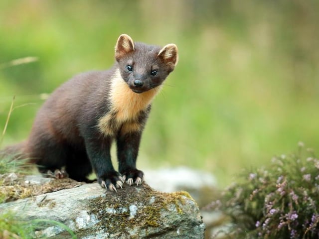 Small, elusive and a highly effective predator, the reintroduction of the pine marten into certain ecosystems could be a ‘two for one’, as they are likely to help control the invasive grey squirrel population and help native red squirrels re-establish.
