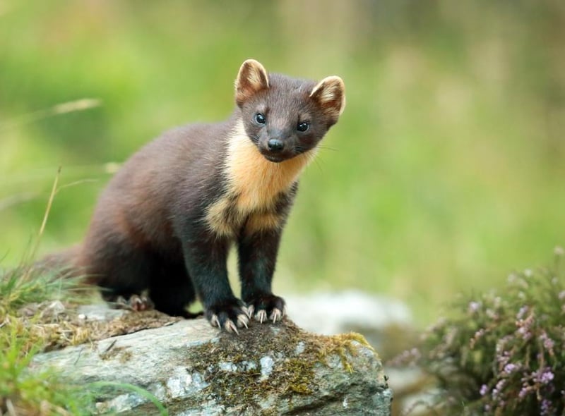 Small, elusive and a highly effective predator, the reintroduction of the pine marten into certain ecosystems could be a ‘two for one’, as they are likely to help control the invasive grey squirrel population and help native red squirrels re-establish.