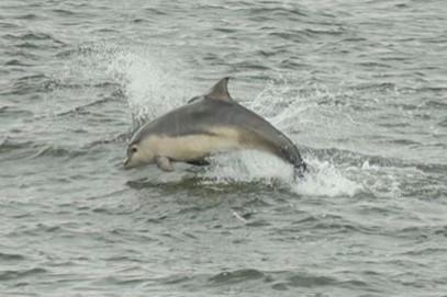 According to the RSPB, between 25 and 30 species of dolphin and whale can be seen in UK waters.