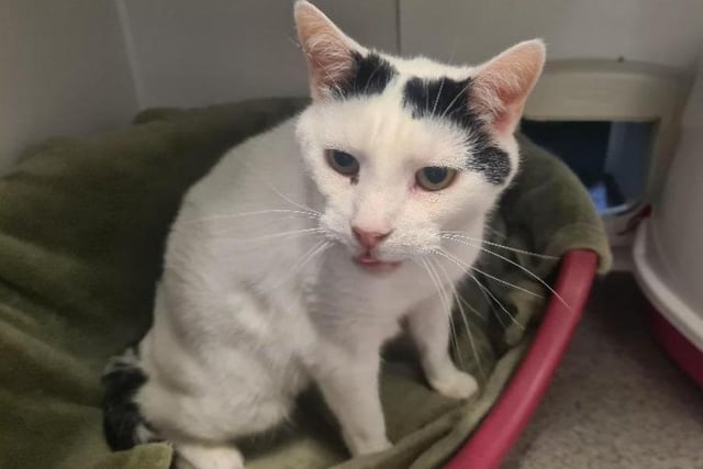 An 11-year-old white and black Domestic Shorthair crossbreed, 'gorgeous boy', Bow, is looking for a new home. Described as an 'inquisitive chap' and 'chatty', Bow loves the company of other people, liking to be around his own people in his own space, so a home where he is the only pet is best for him.