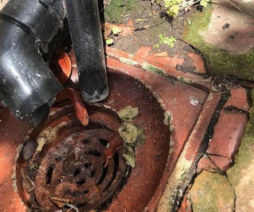 A Merseyside woman certainly had a fright when she came across this corn snake living underneath her drain pipe! RSPCA rescuers thought the snake may have escaped it's home.
