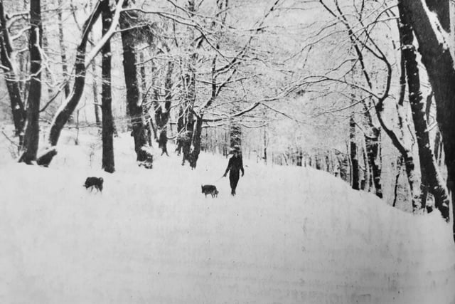 The dogs still need walked in the snow!
A solitary pet owner was captured in the snow at Middle Den in 1984