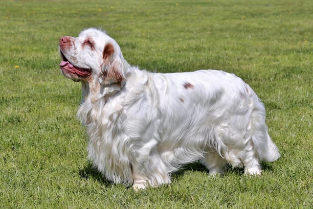 Clumber Spaniels are loyal companions and are also calm in nature. They are also loyal and very affectionate (Photo: Shutterstock)
