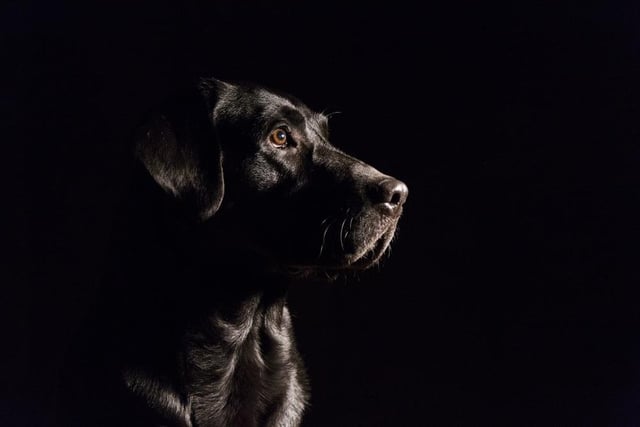 Legend has it that a sinister black dog prowls along a quiet lane on the outskirts of Sheffield, appearing before cars and making the engines stall.