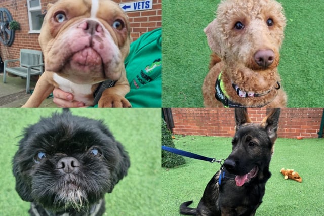 There are more than a dozen dogs currently waiting for their forever home at Thornberry Animal Sanctuary.