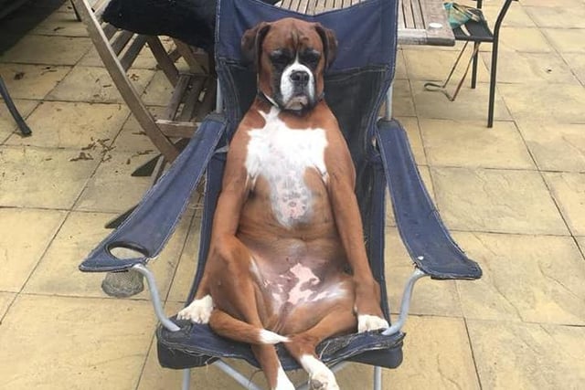 Dog Molly spent the lockdown relaxing. Shared by Shenna Maith.