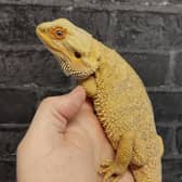 The bearded dragon that was found in a garden in a bag for life.The dumped horn frog found in a bag for life. The cost-of-living crisis is forcing exotic pet owners to abandon their animals