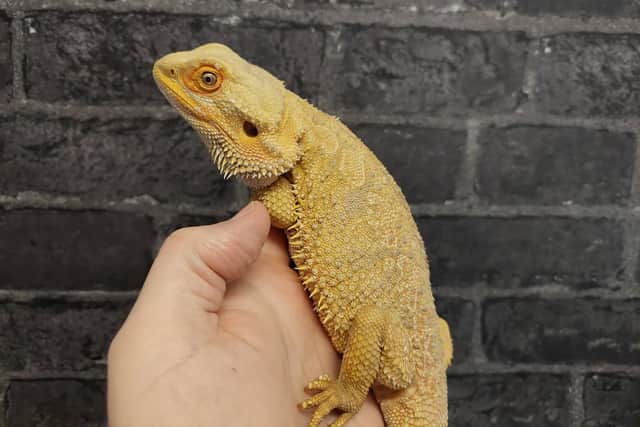 The bearded dragon that was found in a garden in a bag for life.The dumped horn frog found in a bag for life. The cost-of-living crisis is forcing exotic pet owners to abandon their animals