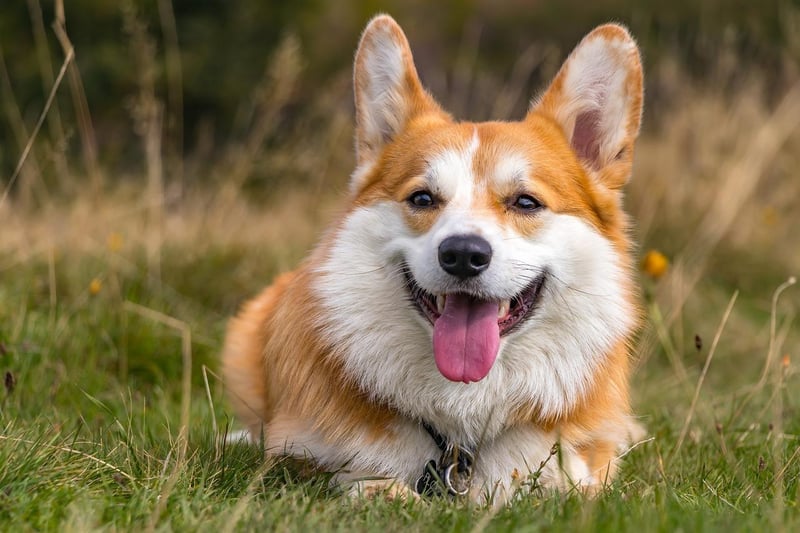 In tenth place is the Corgi, a breed much-loved by the late  Queen Elizabeth II.