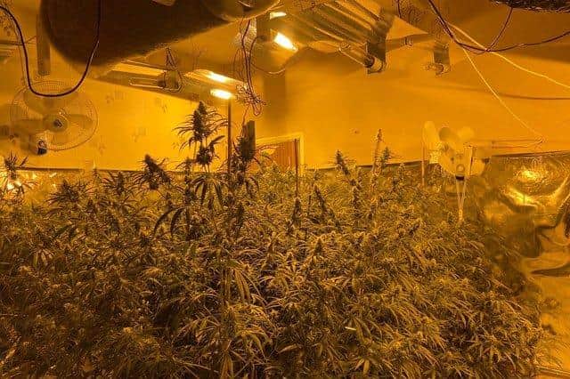 Police have seized £600,000 worth of cannabis following  two raids on properties on Page Hall Road.