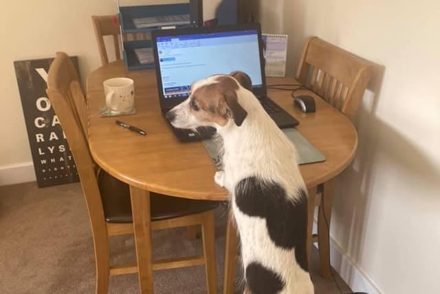 Alfie the Jack Russell working from home. Shared by owner Ruth Thornton.