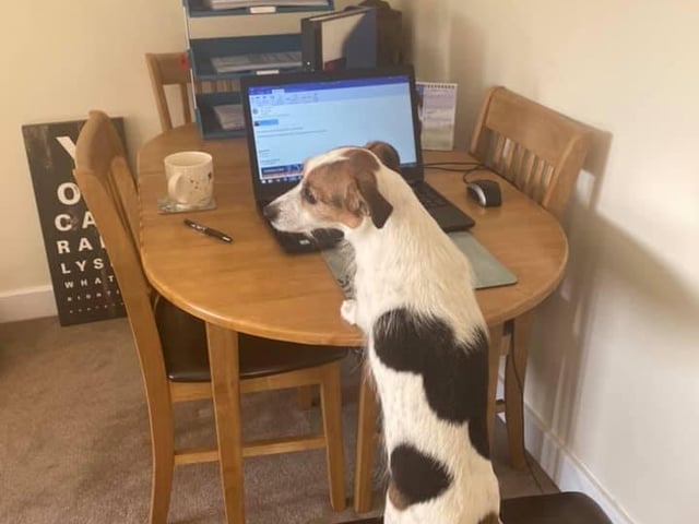 Alfie the Jack Russell working from home. Shared by owner Ruth Thornton.