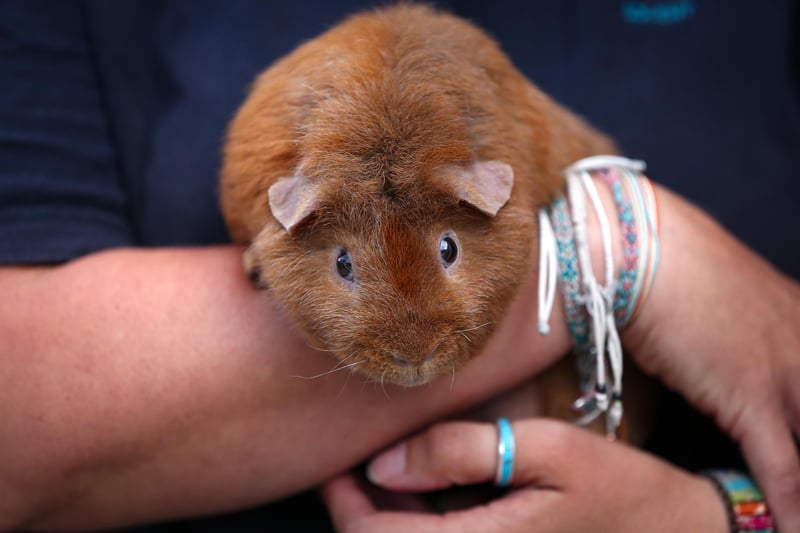 Sparkie is not yet up for adoption on the RSPCA site but is sure to be snapped up by a new owner soon due to his friendly nature and love for people. Sparkie is also looking for a partner, so will be great with other guinea pigs as he loves to play.