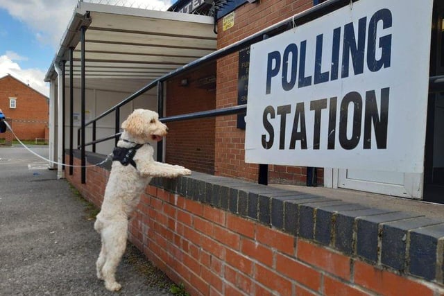 Poolies - and Gino the Cockapoo - headed to the polls on May 6, as the town voted for a new MP, councillors, a police and crime commissioner and a Tees Valley Mayor.