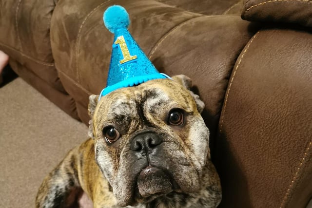 Bruce the bulldog was welcomed to Natalie N Jon Palmer's family back in January 2020. He has since celebrated his first birthday.