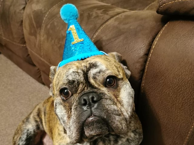 Bruce the bulldog was welcomed to Natalie N Jon Palmer's family back in January 2020. He has since celebrated his first birthday.