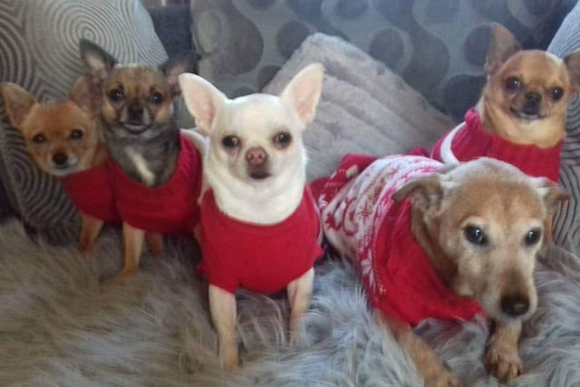 The gang's all here! Molly, Milo, Mini, Mitzi and Duke looking the business in a photograph from a Christmas of the past.