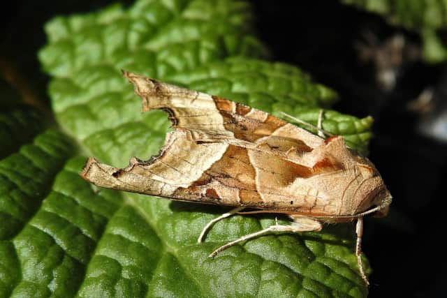 Angle shades moth is a common visitor to Sheffield gardens