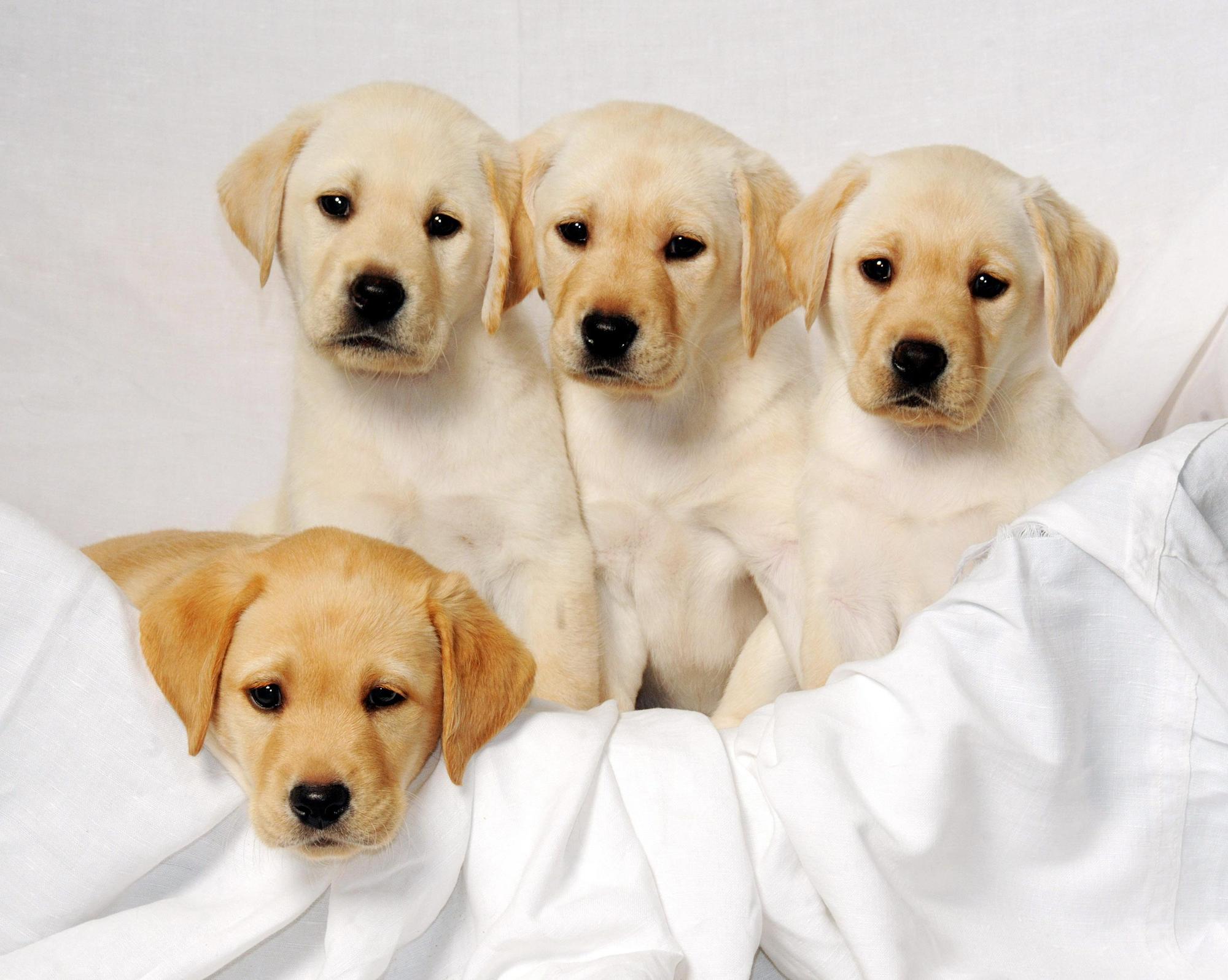 Readers of The News have sent in photos of their four-legged friends to celebrate International Dog Day on Thursday, August 26, 2021.