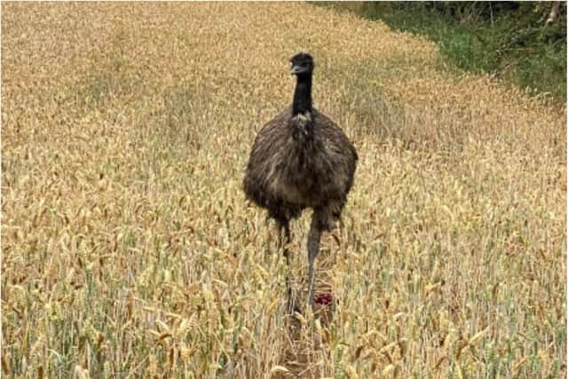 The latest photo of the escaped emu taken this morning. (Photo: Heather Mahallee)