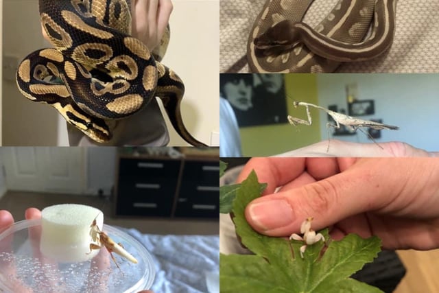 Ashley McNeill has a collection of exotics including Bindi, a 7-year-old crested gecko, three ball pythons - Flint, Bellatrix and Elrond - as well as a bunch of praying mantis.