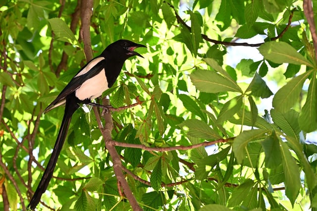 Magpies were recorded in 60.7% of South Yorkshire gardens in 2020.