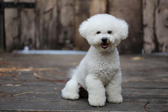 The bichon frise loves to play and has a gentle, affectionate and loving nature (Photo: Shutterstock)