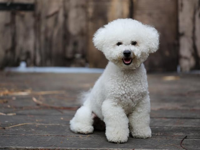 The bichon frise loves to play and has a gentle, affectionate and loving nature (Photo: Shutterstock)
