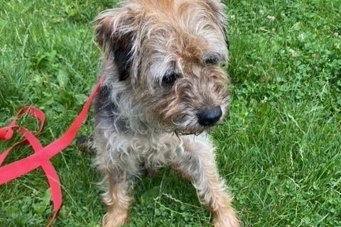 Terry is an 11-year-old male neutered Border Terrier who could possibly live with dogs and children but not cats.