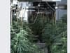 Heeley police operation: Arrest as £100,000 cannabis ‘factory’ discovered in Sheffield drugs bust