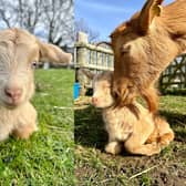 Spring is in full swing at City Heeley Farm as staff and visitors welcome the arrival of six Golden Guernsey goat babies. Photo: Rachel Gilbert