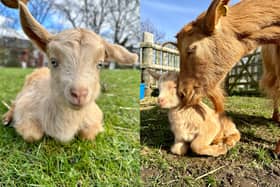 Spring is in full swing at City Heeley Farm as staff and visitors welcome the arrival of six Golden Guernsey goat babies. Photo: Rachel Gilbert